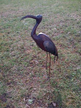 Ibis 