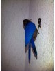 Hirondelle pour mur ailes bleus