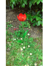 Tulipe rouge