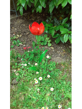 Tulipe rouge